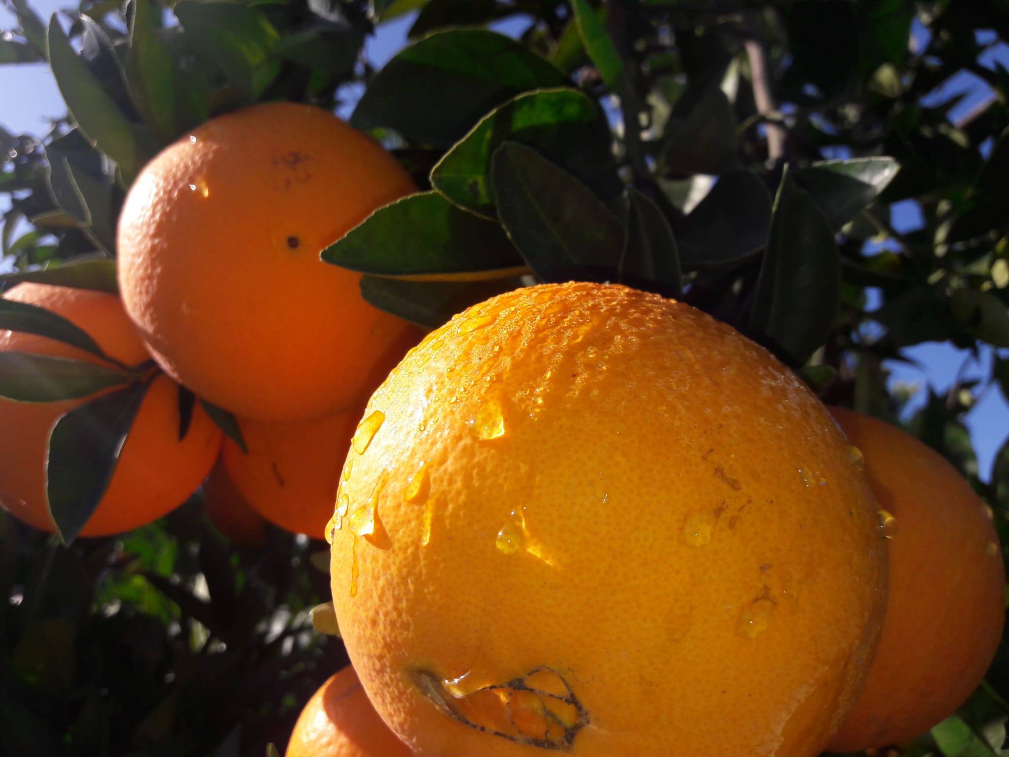 C’est la saison des oranges ! Ferme Rothgerber C’est la saison des oranges ! Ferme Rothgerber